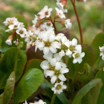 Bergenia Bressingham White