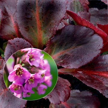 Bergenia Eden's Dark Margin