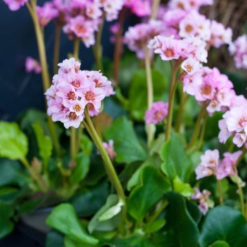 Bergenia Hybride Baby Doll