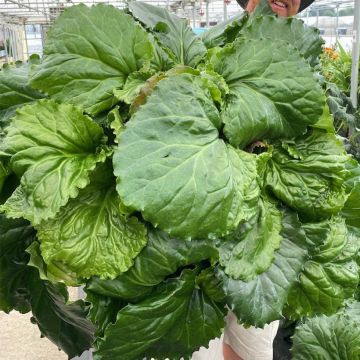 Bergenia ciliata