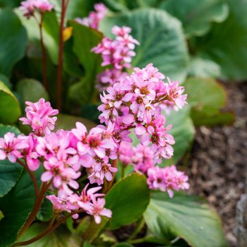 Bergenia Rotblum - Plante des savetiers