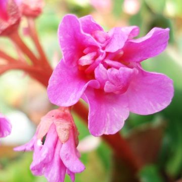 Bergenia cordifolia - Plante des savetiers