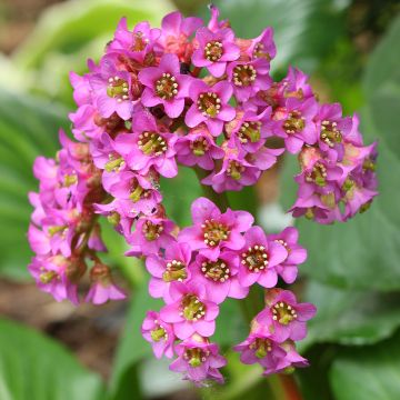 Bergenia cordifolia - Plante des savetiers