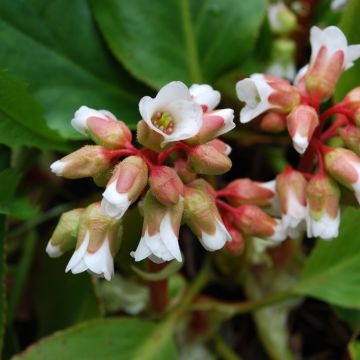 Bergenia cordifolia Silberlicht - Plante des savetiers