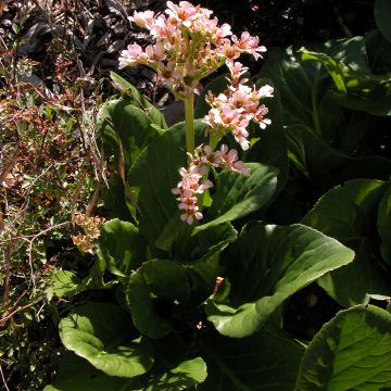 Bergenia stracheyi