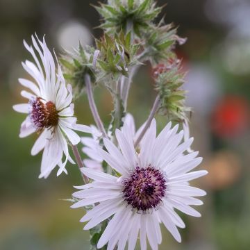 Berkheya purpurea