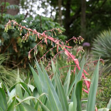 Beschorneria yuccoides- Beschornéria