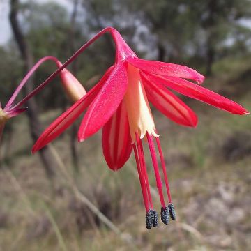 Bessera elegans - Corail du Mexique