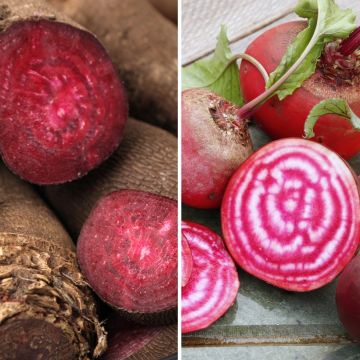 Betteraves en mélange (Crapaudine et Chioggia) Bio - Ferme de Sainte Marthe