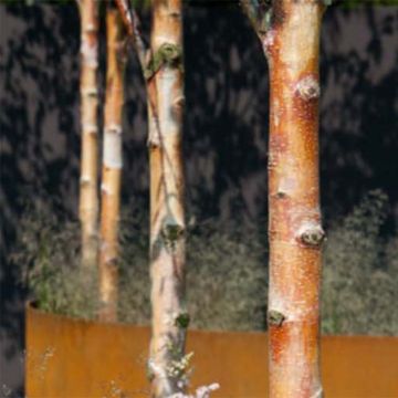 Bouleau - Betula albosinensis Fascination.