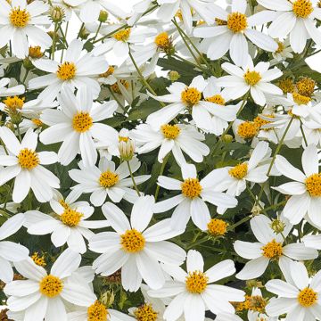 Bidens Beedance Painted Yellow - Bidens hybride.