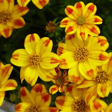 Bidens Beedance Painted Yellow - Bidens hybride.