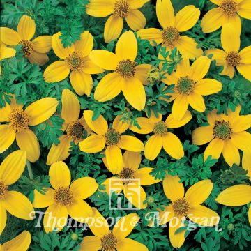 Graines de Bidens ferulifolia Golden Eye 