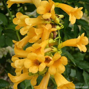 Bignone Golden Trumpet - Campsis x tagliabuana