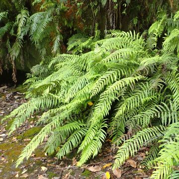 Blechnum novae-zelandiae