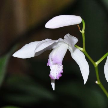 Bletilla striata Kuchi-beni - Orchidée jacinthe