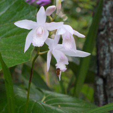 Bletilla striata f. gebina - Orchidée jacinthe