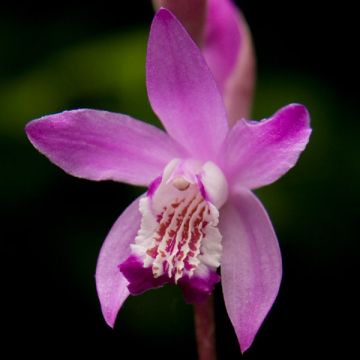 Bletilla striata Rose - Orchidée jacinthe 