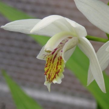 Bletilla striata Alba - Orchidée jacinthe Blanche 