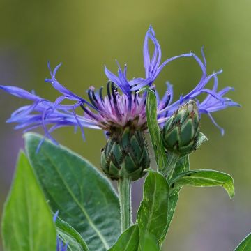 Centaurée, Centaurea montana