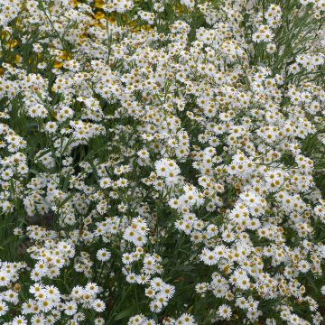 Boltonie, faux aster Latisquama - Boltonia astroides