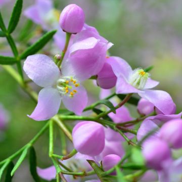 Boronia pinnata var. muelleri - Boronie forestière