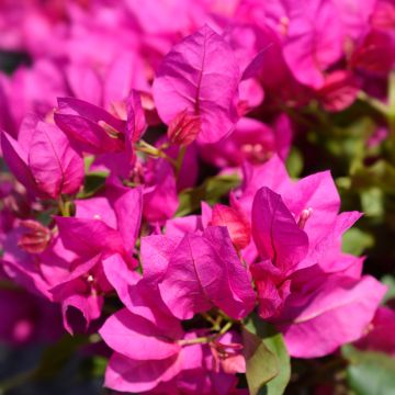 Bougainvillée spectabilis Pourpre