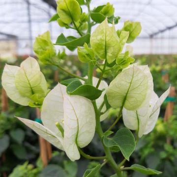 Bougainvillier spectabilis Blanc