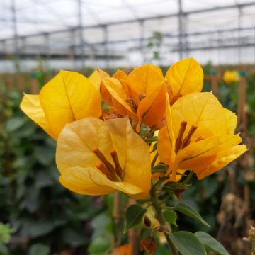 Bougainvillée spectabilis Jaune