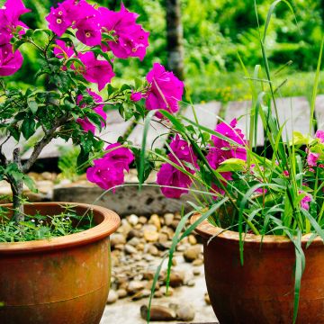 Bougainvillier Mini Thaï