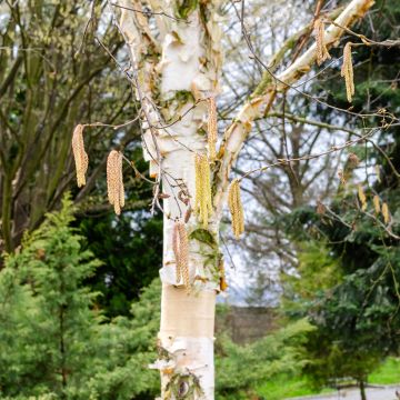 Bouleau - Betula albosinensis Fascination.