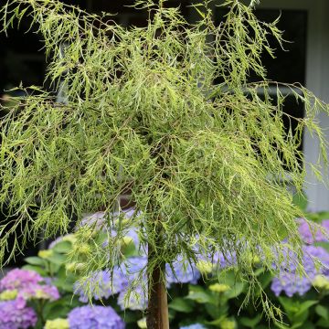 Bouleau pleureur - Betula pendula Karaca