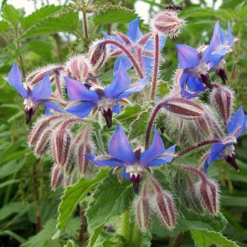 Bourrache - Borago officinalis