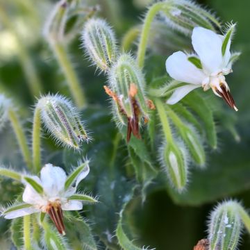 Bourrache officinale Blanche - Graines de Borago officinalis