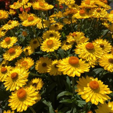 Bracteantha Heliana Gold - Immortelle