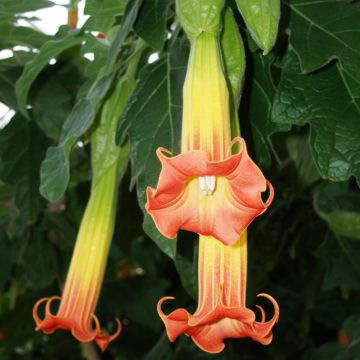 Brugmansia sanguinea