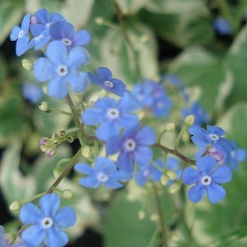 Brunnera Macrophylla Variegata - Myosotis du Caucase