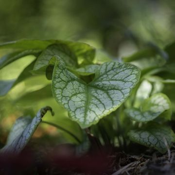 Brunnera macrophylla Jack's Gold - Myosotis du Caucase