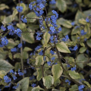 Brunnera macrophylla King's Ramson - Myosotis du Caucase