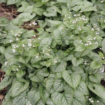 Brunnera macrophylla Mr Morse - Myosotis du Caucase