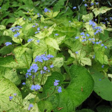 Brunnera macrophylla Yellow spring, Myosotis du Caucase