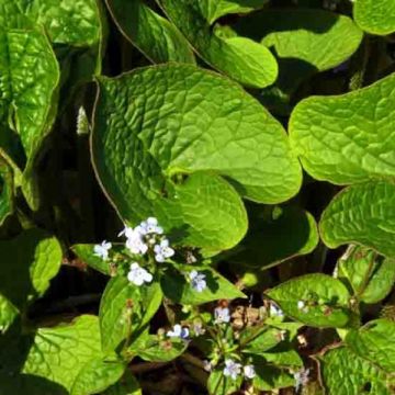 Brunnera sibirica - Myosotis du Caucase Brunnera sibirica - Myosotis du Caucase