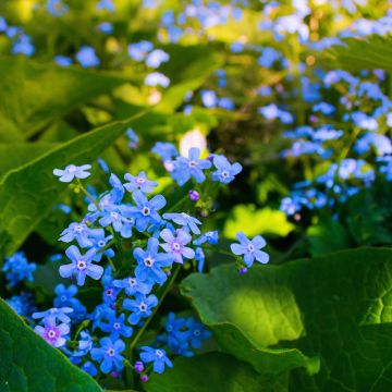 Brunnera sibirica - Myosotis du Caucase