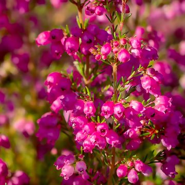 Erica cinerea C.G Best - Bruyère cendrée rose foncé