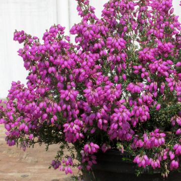 Erica cinerea C.G Best - Bruyère cendrée rose foncé