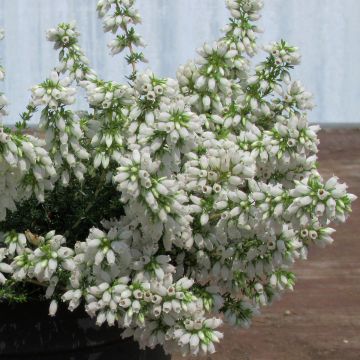 Erica cinerea C.G Best - Bruyère cendrée rose foncé