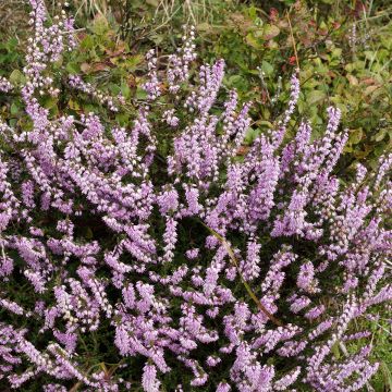 Bruyère d'été - Calluna vulgaris Allegro 