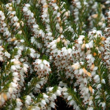 Jardinage: Chaque année, je n'arrive pas à gardes mes bruyères en