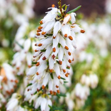 Bruyère des neiges - Erica carnea Isabell 