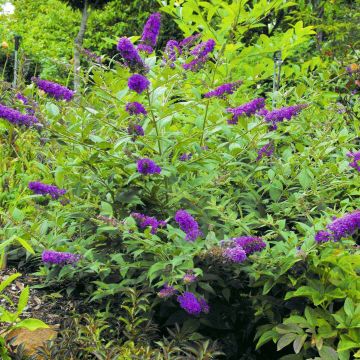 Buddleia Blue Chip - Arbre aux papillons nain